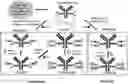 Fig. 01 - Processes for preparing glycoprotein-drug conjugates