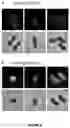 Fig. 09 - METABOLIC LABELING OF BACTERIAL TEICHOIC ACIDS CELL WALL