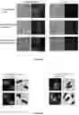 Fig. 12 - METABOLIC LABELING OF BACTERIAL TEICHOIC ACIDS CELL WALL