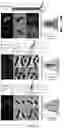 Fig. 15 - METABOLIC LABELING OF BACTERIAL TEICHOIC ACIDS CELL WALL