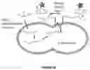 Fig. 17 - METABOLIC LABELING OF BACTERIAL TEICHOIC ACIDS CELL WALL