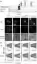 Fig. 20 - METABOLIC LABELING OF BACTERIAL TEICHOIC ACIDS CELL WALL