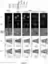 Fig. 23 - METABOLIC LABELING OF BACTERIAL TEICHOIC ACIDS CELL WALL