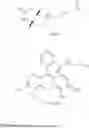 Fig. 30 - METABOLIC LABELING OF BACTERIAL TEICHOIC ACIDS CELL WALL