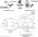 Fig. 01 - Probe for measuring activity of Caspase-1 and composition for diagnosis of inflammatory diseases containing same