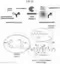 Fig. 02 - Probe for measuring activity of Caspase-1 and composition for diagnosis of inflammatory diseases containing same