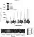 Fig. 06 - Probe for measuring activity of Caspase-1 and composition for diagnosis of inflammatory diseases containing same