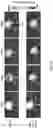 Fig. 13 - Probe for measuring activity of Caspase-1 and composition for diagnosis of inflammatory diseases containing same