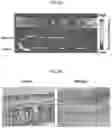 Fig. 14 - Probe for measuring activity of Caspase-1 and composition for diagnosis of inflammatory diseases containing same