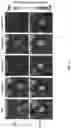 Fig. 16 - Probe for measuring activity of Caspase-1 and composition for diagnosis of inflammatory diseases containing same