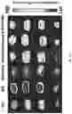 Fig. 19 - Probe for measuring activity of Caspase-1 and composition for diagnosis of inflammatory diseases containing same