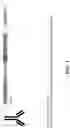 Fig. 02 - Oligonucleotide-coupled antibodies for single cell or single complex protein measurements