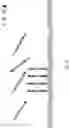 Fig. 03 - Systems and methods for identifying and distinguishing genetic samples
