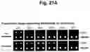 Fig. 25 - Detection of target nucleic acid sequences by PTO cleavage and extension assay