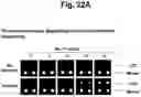 Fig. 27 - Detection of target nucleic acid sequences by PTO cleavage and extension assay