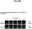 Fig. 29 - Detection of target nucleic acid sequences by PTO cleavage and extension assay