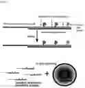 Fig. 02 - LABELING OF OLIGONUCLEOTIDE PROBES BY MULTIPLE-WAY LIGATION