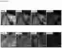 Fig. 03 - LABELING OF OLIGONUCLEOTIDE PROBES BY MULTIPLE-WAY LIGATION