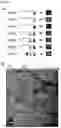 Fig. 04 - LABELING OF OLIGONUCLEOTIDE PROBES BY MULTIPLE-WAY LIGATION