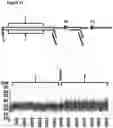 Fig. 14 - Method for attaching one or more polynucleotide binding proteins to a target polynucleotide