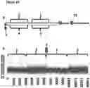 Fig. 17 - Method for attaching one or more polynucleotide binding proteins to a target polynucleotide