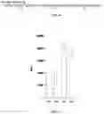 Fig. 08 - ULTRA SENSITIVE PROBES FOR DETECTION OF NUCLEIC ACID