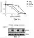 Fig. 08 - DDR2 Mutations in Squamous Cell Lung Cancer