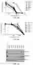 Fig. 13 - DDR2 Mutations in Squamous Cell Lung Cancer