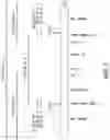Fig. 02 - Transgenic corn event MON87403 and methods for detection thereof
