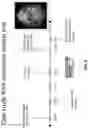Fig. 16 - Method for quantifying DNA fragments in a sample by size