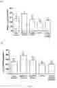 Fig. 08 - Lactic acid bacteria and its applications