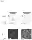Fig. 06 - Magnesium alloy sheet and method for manufacturing same