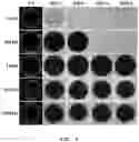 Fig. 10 - Preparing method of tightly sealed 3D lipid structure and tightly sealed 3D lipid structure prepared thereby