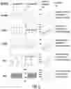 Fig. 10 - ELECTROCHEMICAL METHODS, DEVICES AND COMPOSITIONS