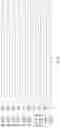 Fig. 10 - Method for sonochemical deposition of metals on textile substrates