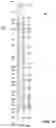 Fig. 02 - Multi-cycle wellbore clean-out tool