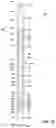 Fig. 07 - Multi-cycle wellbore clean-out tool