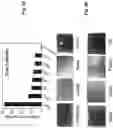 Fig. 06 - Methods and devices for sample capture using gas-pulse nanoparticle displacement