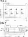 Fig. 06 - Microchip electrophoresis apparatus