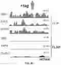 Fig. 22 - Detection of molecular associations