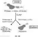 Fig. 45 - Detection of molecular associations