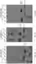Fig. 46 - Detection of molecular associations