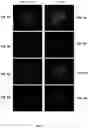 Fig. 07 - Color separation in planar waveguides using wavelength filters