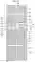 Fig. 24 - Liquid crystal display comprising a pixel electrode having a transverse stem, a longitudinal stem, and a plurality of minute branches