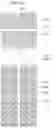 Fig. 27 - Liquid crystal display comprising a pixel electrode having a transverse stem, a longitudinal stem, and a plurality of minute branches