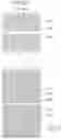 Fig. 29 - Liquid crystal display comprising a pixel electrode having a transverse stem, a longitudinal stem, and a plurality of minute branches