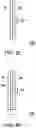 Fig. 05 - Polarizing rotation device and projection device