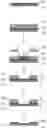 Fig. 01 - POSITIVE PHOTORESIST COMPOSITION AND METHOD OF FORMING PATTERNED POLYIMIDE LAYER