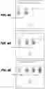 Fig. 05 - CONTROLLING ELECTRONIC ACCESS BY PORTABLE ELECTRONIC DEVICE RESPONSIVE TO SEQUENCE OF SCANNED FINGERPRINTS FORMING PIN