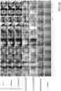 Fig. 09 - Neural face editing with intrinsic image disentangling